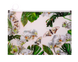 Папка на ZIP (250*170), ORCHID, білий, Білий